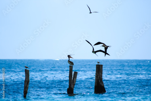 seagulls in flight