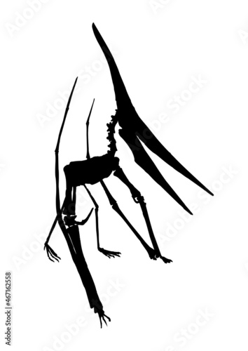 Vector black silhouette of prehistoric dinosaur pterodactyl skeleton. Flying winged pterosaur Pterodactylus isolated on white background. Flying reptile, fossil skeleton. Bird from jurassic period.