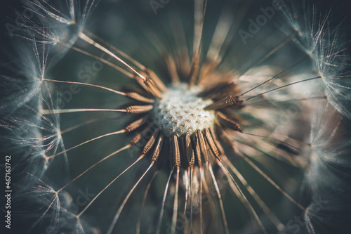 photo of white dandelion macro  nature  summer time