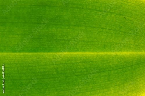 Selective focus of green leave of Moth orchids flower with detail of pattern, Stripes or line on leaf, Greenery nature texture background, Can be used as backdrop for display or montage your products.