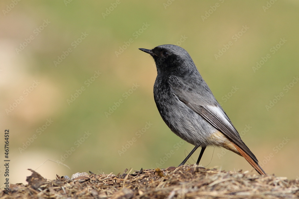 Sylvia ruppeli (Rüppell`s Warbler) Sylvia ruppeli (Rüppell`s Warbler)