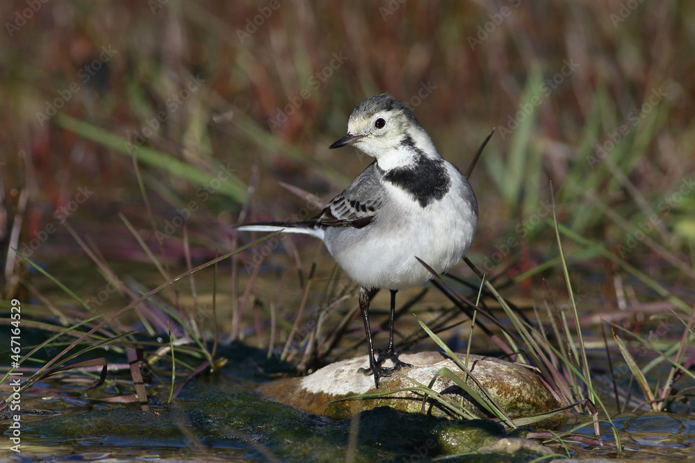 Motacilla alba (White Wagtail) bird Motacilla alba (White Wagtail) bird