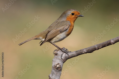 robin on a branch © UMIT