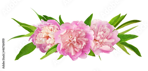 Pink peony flowers and green leaves in a floral arrangement isolated