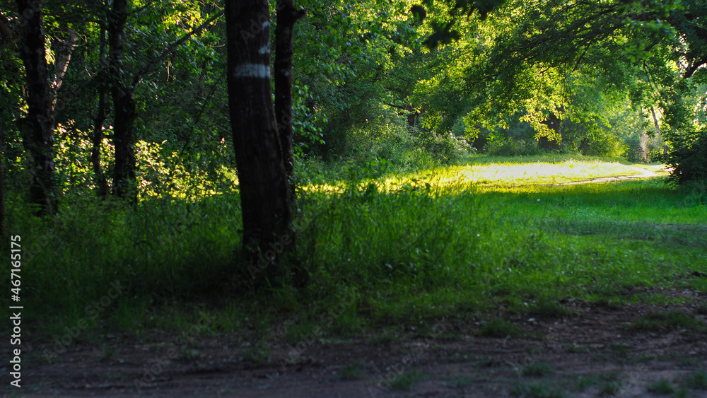 Naklejka premium Rive d'un étang de pêche, bordant la rivière de l'Adour, dans la Chalosse