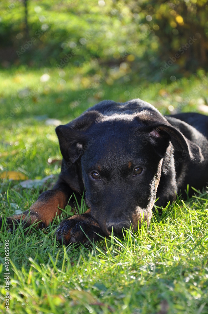 Beauceron, Berger de Beauce chiot Beauceron, Berger de Beauce chiot