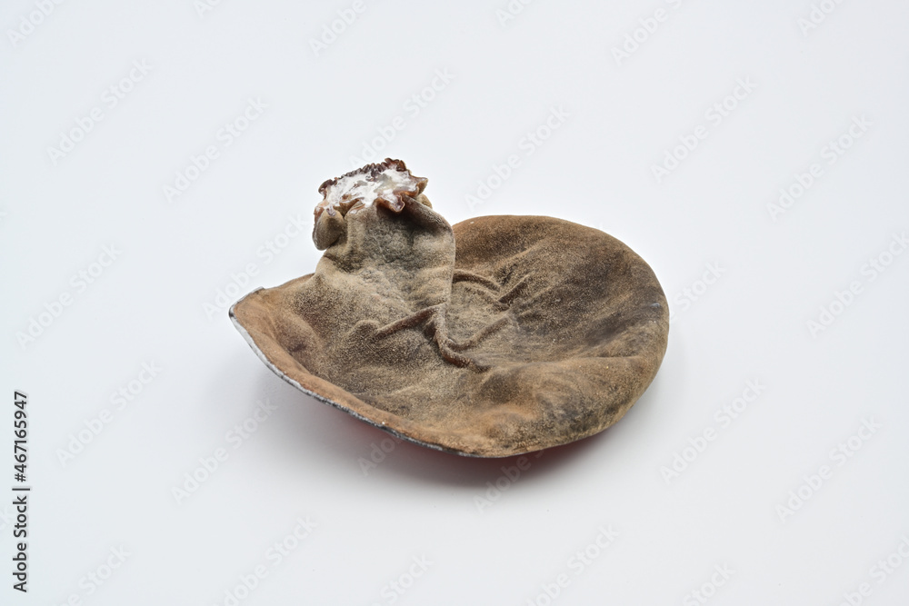生きくらげ
生きくらげ