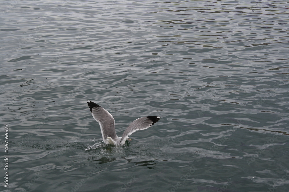 sea bird gull on a close up picture sea bird gull on a close up picture