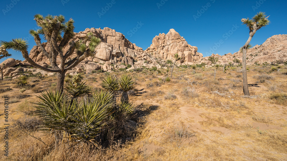 Joshua Tree Nationalpark Joshua Tree Nationalpark