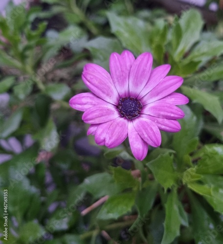 pink flower