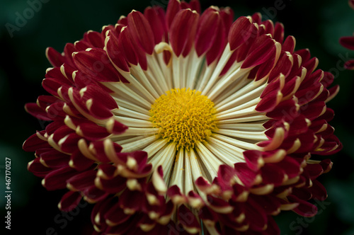 chrysanthemum close up photo