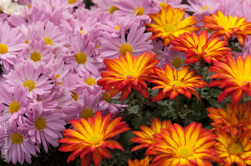 chrysanthemums