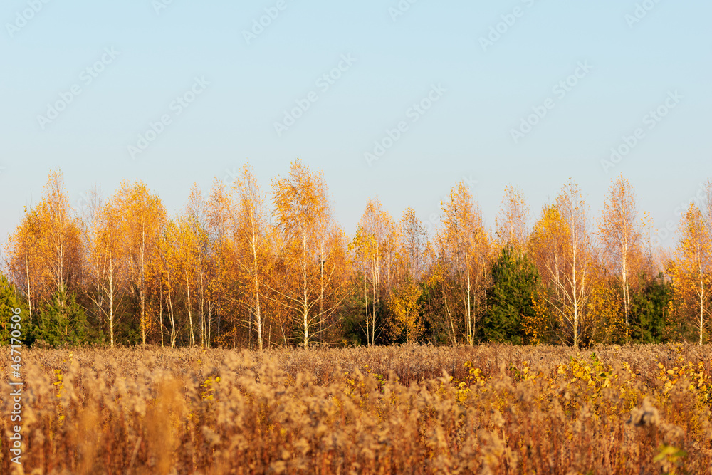 Fototapeta premium Autumn forest and fields