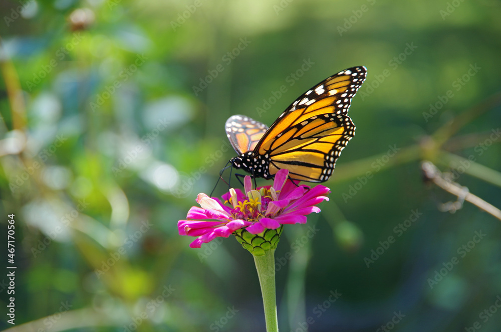 Fototapeta premium Monarch butterfly on wild flower