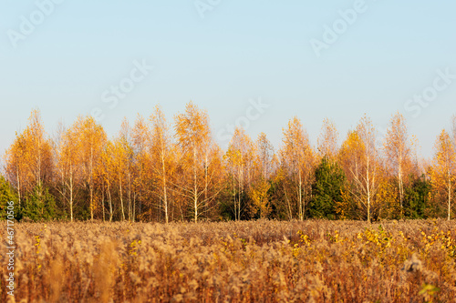 Autumn forest and fields