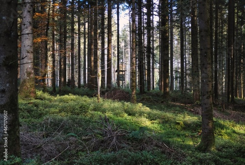 Blick durch den Wald auf eine Lichtung mit vielen Baumstämmen, im Hintergrund ein Hochstand
