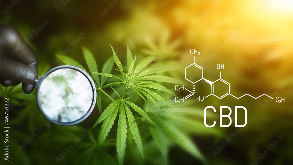 CBD hemp chemical formula (cannabidiol). Hand of holding magnifying glass looking at cannabis leaf, cannabis plant growing at outdoor hemp farm