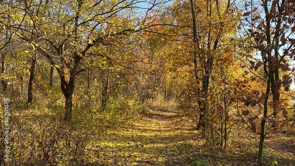 autumn trees in the park