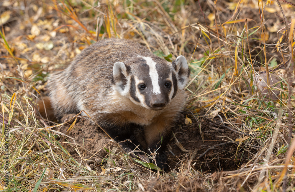 Badger in Autumn in Wyoming Badger in Autumn in Wyoming