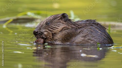 Obraz na płótnie Wet eurasian beaver, castor fiber, biting in river in springtime. Aquatic rodent eating in wetland in spring. Brown mammal feeding in green water. w salonie
