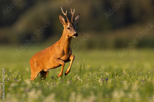 Fototapeta Naklejka Na Ścianę i Meble -  Roe deer, capreolus capreolus, jumping on flowered field in golden hour. Antlered mammal in dynamic motion on pasture in sunset. Brown mammal running on grassland.