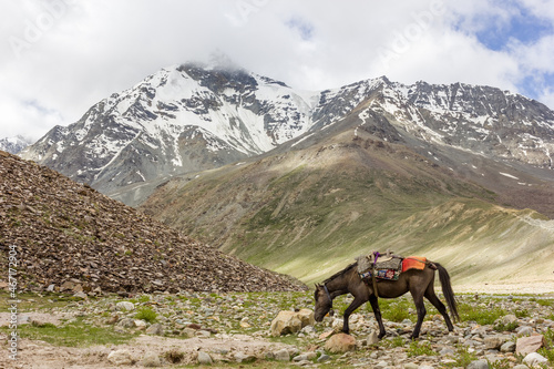 A horse walking in a beautiful Himalayan valley with snow capped mountain peaks in the background in the Zanskar region in Ladakh.