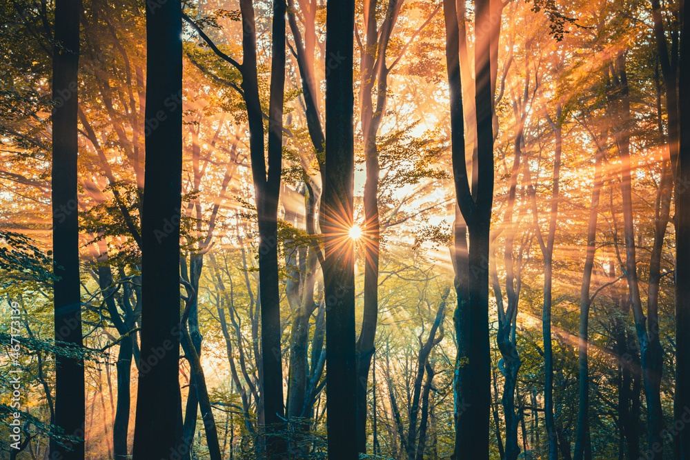 Obraz premium Morning light through the trees in a foggy autumn day