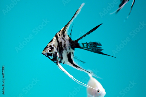 Black & White strip colorful fish is swimming inside the aquarium tank