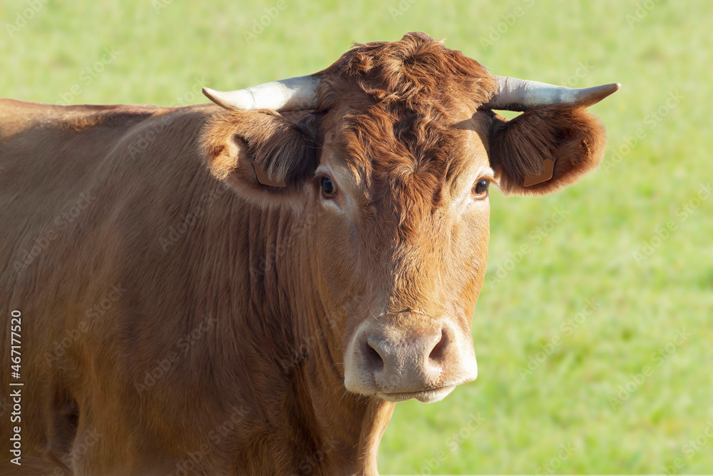 beautiful cow grazing in green field , beef and milk cattle beautiful cow grazing in green field , beef and milk cattle