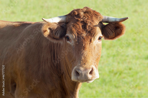 beautiful cow grazing in green field , beef and milk cattle