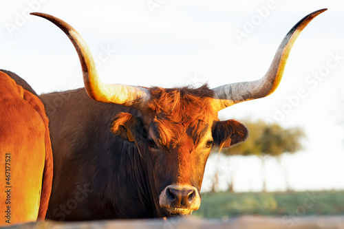 ox bull  of cachena breed of galician with large horned photo