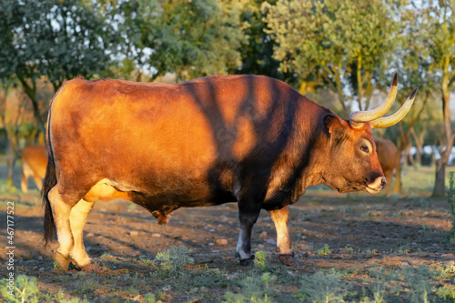 ox bull  of cachena breed of galician with large horned photo