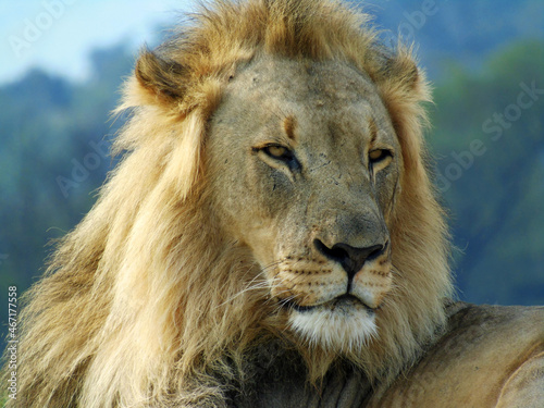 Fototapeta Naklejka Na Ścianę i Meble -  Wild lion on guard in South Africa