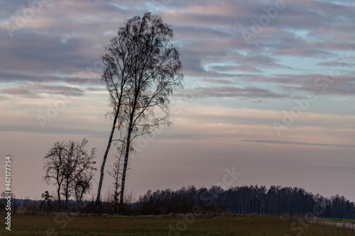 The landscape with leafless deciduous autumn trees