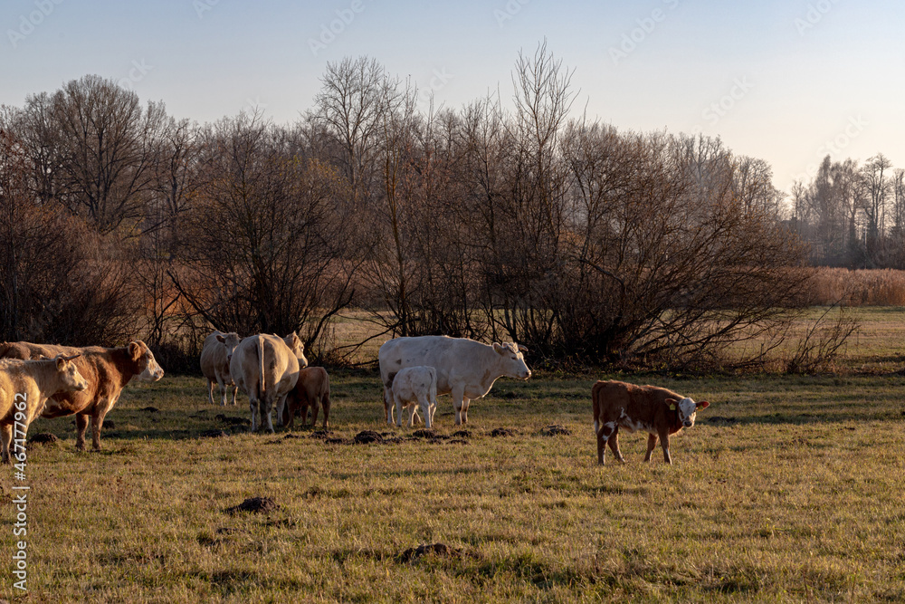 Dairy cows pasture in green meadow in Latvia. Herd of cows grazing in meadow. Cows in meadow in summer time. Cattle grazing in grass, Latvia Dairy cows pasture in green meadow in Latvia. Herd of cows grazing in meadow. Cows in meadow in summer time. Cattle grazing in grass, Latvia