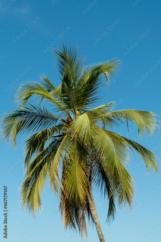 Background with palm tree and blue sky.