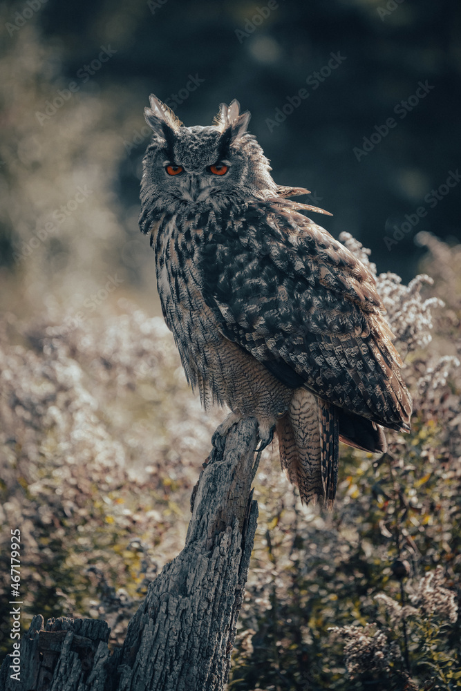 Obraz premium Birds of prey in the forest