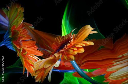 Two orange gerbera flowers and their reflections in a crooked mirror, as well as improvisation by green light in the black background