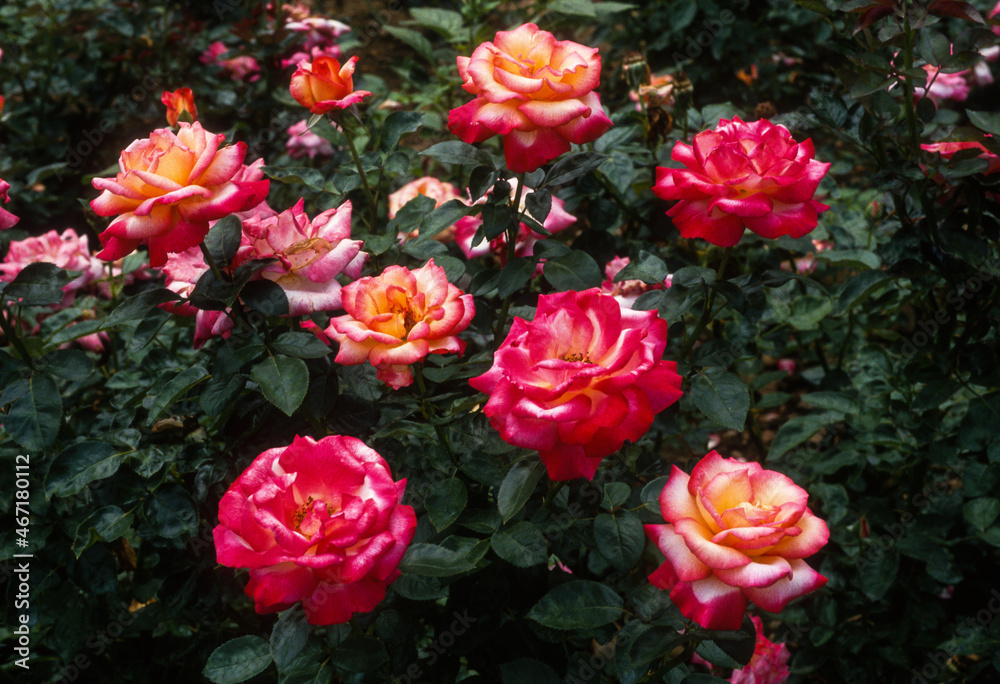 Rose, variété Roxane