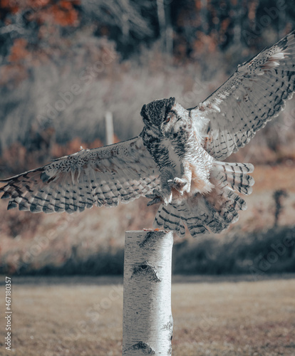 Birds of prey in the forest