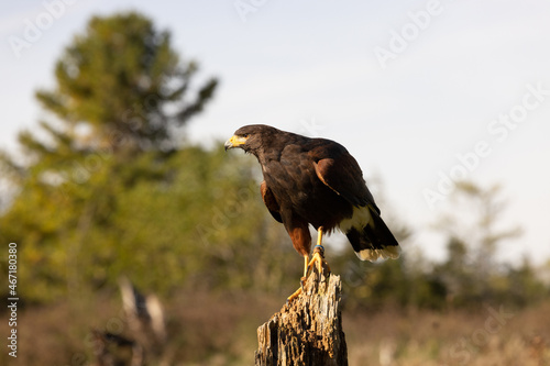 Birds of prey in the forest