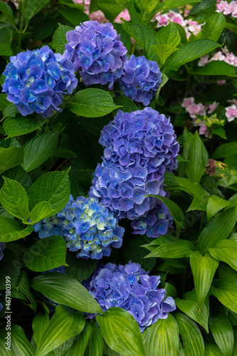 Flowers from the backyard garden