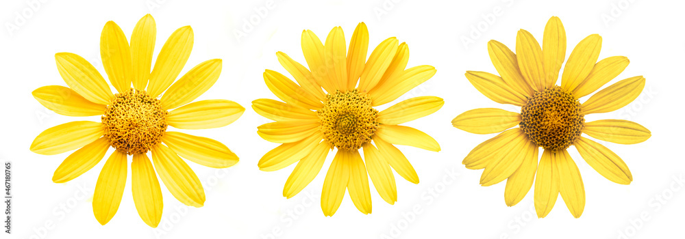 Yellow flowers set of three isolated on white background. Yellow flowers set of three isolated on white background.