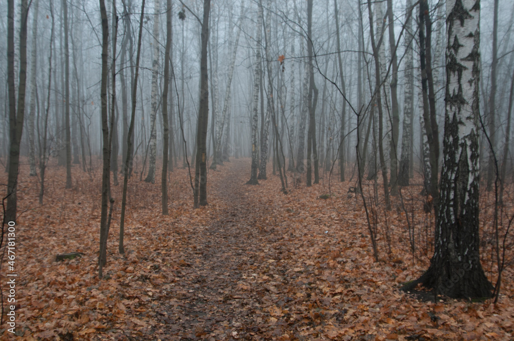 Autumn landscape with fog