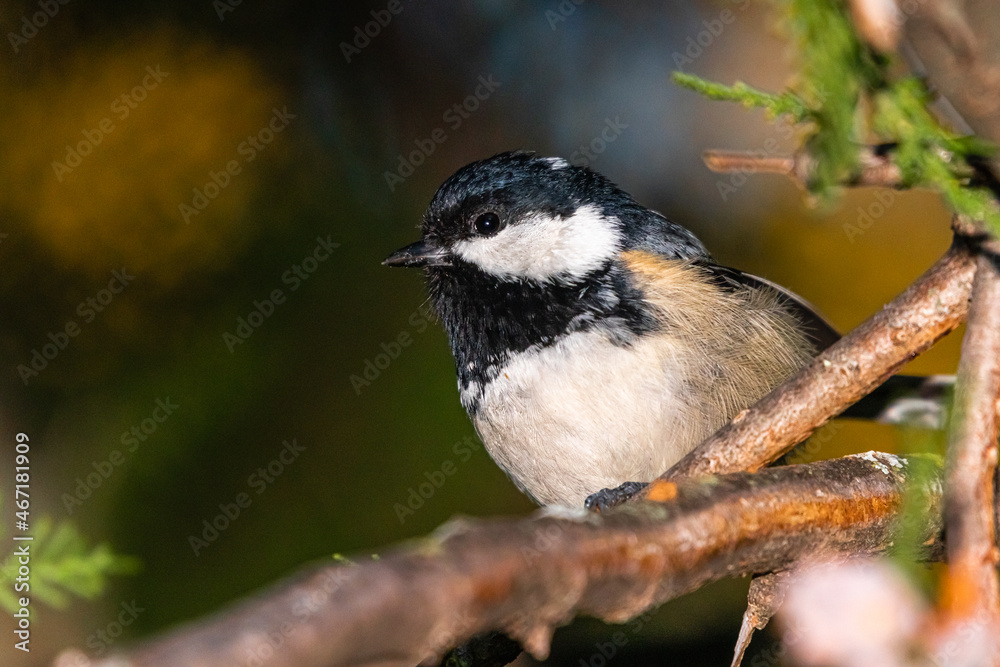 Naklejka premium Coal Tit perched on a tree branch
