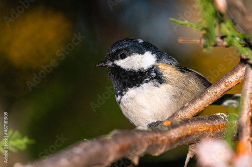 Coal Tit perched on a tree branch