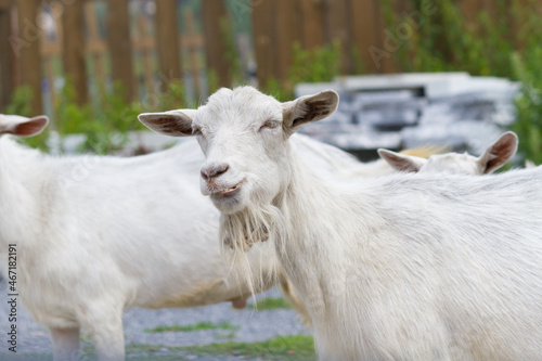 Rural scene with goats