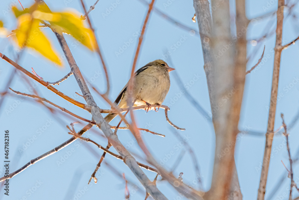 Common Chaffinch female perched on tree branch Common Chaffinch female perched on tree branch