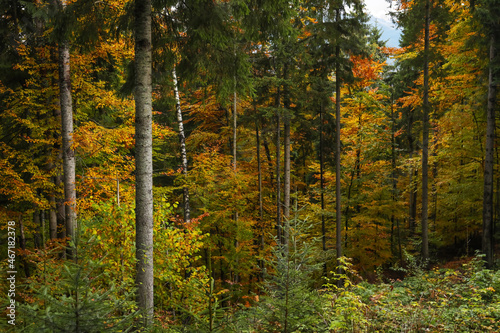 Fototapeta Naklejka Na Ścianę i Meble -  Beautiful view of trees with color leaves in autumn