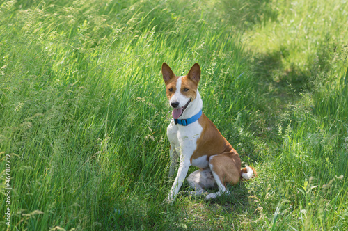 Happy basenji dog sitting in wild spring herbs and smiling